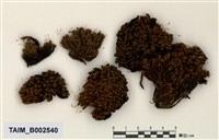 藏品(縮葉苔屬)的圖片